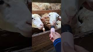 Tes Suara Dicoba goat farming rurallife dombabunting