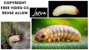 Weevil larvae | Copyright Free Video | CC