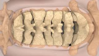 Celebrity Camber animation (Japan) Net Worth