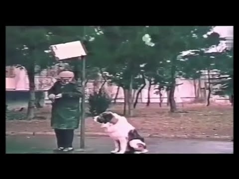 \"ლომა\" - უჩვეულო გარემო (loma)