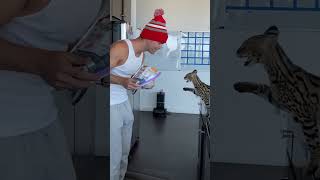 BABY CHEETAH IS HUNGRY #shorts