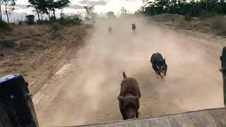 A pack of Australian Working Kelpies racing through the Australian Bush