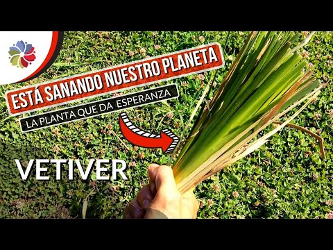 Video: Planta de Esperanza - Cultivo de plantas perennes de Esperanza