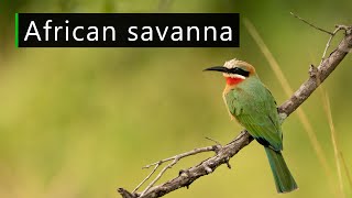 The sound of the African savanna on a calm day