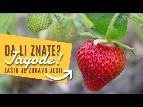 Video: Je li plod stabla jagode jestiv?