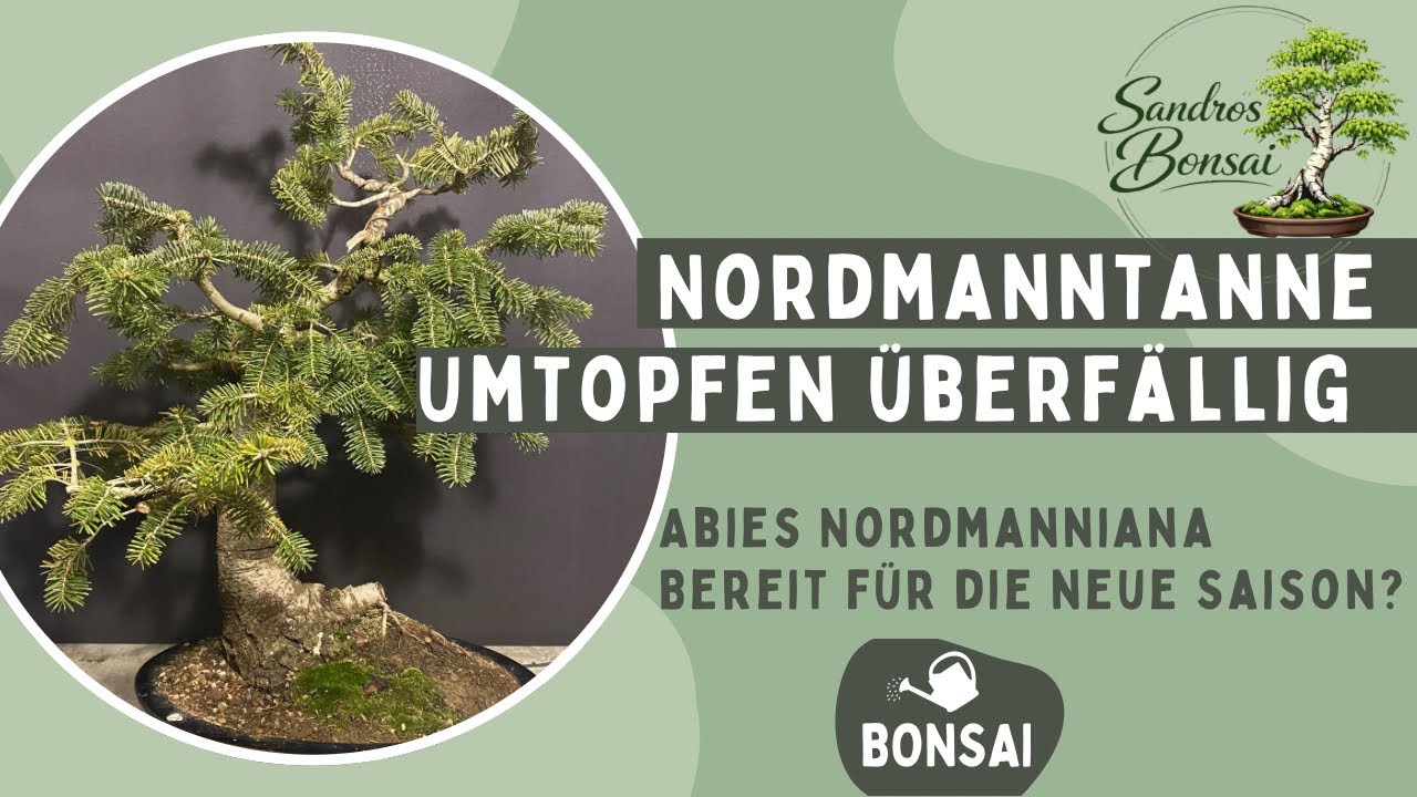 Nordmanntanne  Ich wollte nur umtopfen aber dieser Wurzelballen?!