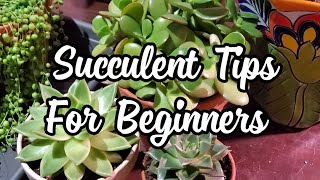 Succulent Tips For Beginners!