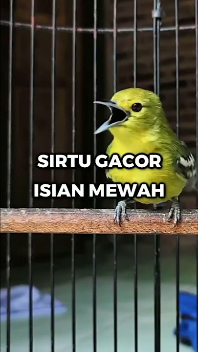 sirtu gacor isian mewah ~ dj kicau
