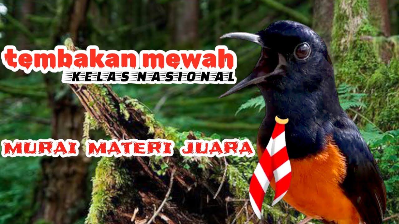 Menggenggam Pengalaman Juara Murai Batu Nasional yang Menginspirasi Menggenggam Pengalaman Juara Murai Batu Nasional yang Menginspirasi