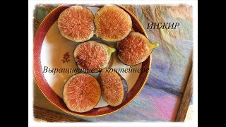 видео: Figs. Плодоношение  инжира в контейнере, обзор сортов. Контейнерное инжироводство, 2-ая  часть картинка: Figs. Плодоношение  инжира в контейнере, обзор сортов. Контейнерное инжироводство, 2-ая  часть