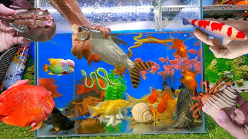 Tổng hợp cá cảnh đẹp, cá chép nhật, cá phi phụng, cá hồng két, con sam, cá chép vàng, rắn