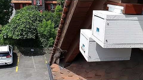 Mauersegler / Common Swift / Rondone / Martinet noir Slow Motion 2