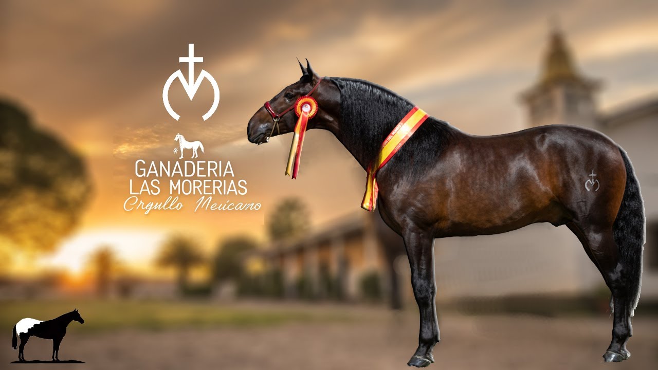 Los Caballos Mexicanos que fueron a GANARLE a los Españoles en su propio Pais 🐴-Del Cerro Soy