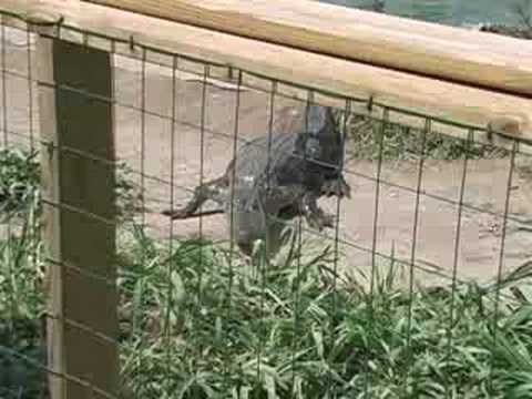 CRITCHLOW ALLIGATOR SANCTUARY & ZOOLOGICAL GARDENS