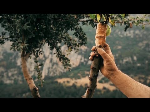 Video: Yaban Hayatı Dostu Ağaçlar – Hayvanlar İçin En İyi Yaban Hayatı Ağaçları
