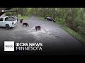 Video shows dog luring black bear away from Minnesota woman