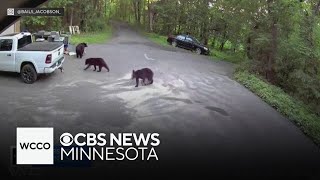 Video shows dog luring black bear away from Minnesota woman