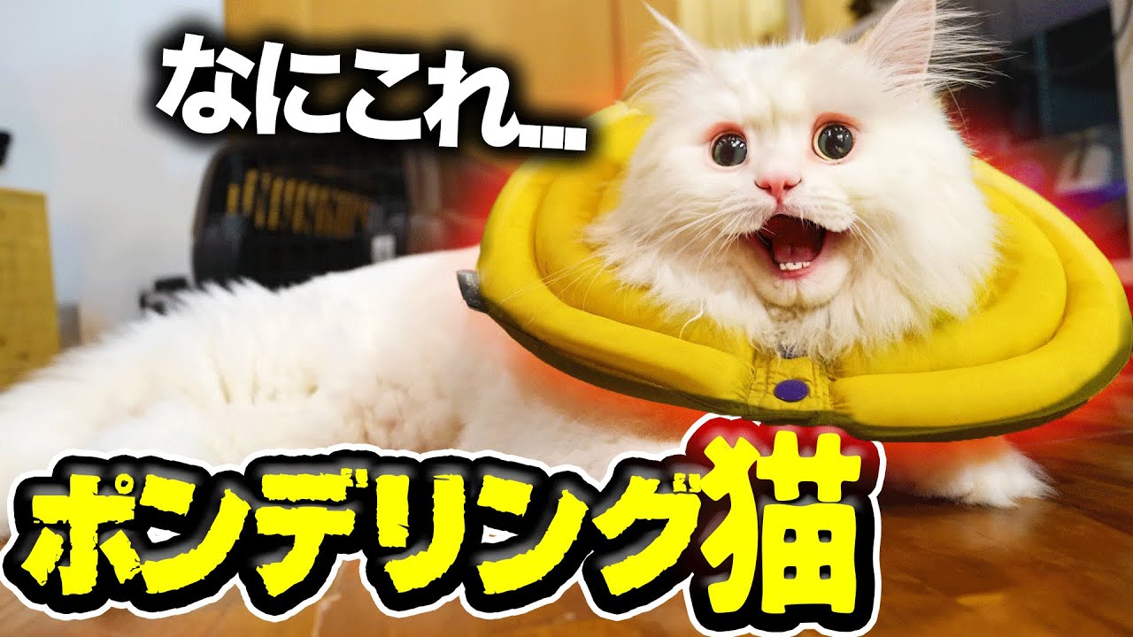緊急手術】病院から帰ってきた猫が『ポンデリング』になった - YouTube
