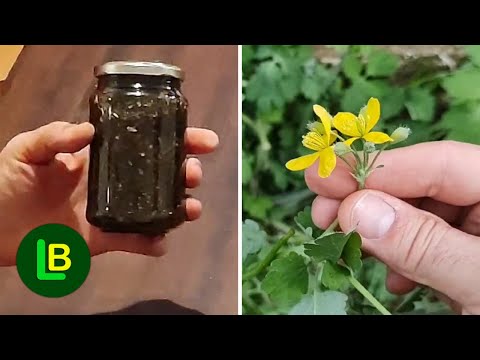 This plant removes warts like a laser. If you make a tincture, you can use it all year