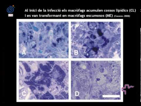 Vídeo: 4 Maneres D’augmentar La Vostra Pròpia Motivació