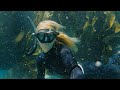 Exploring tasmania  freediving kelp forests giant trees and mountain biking