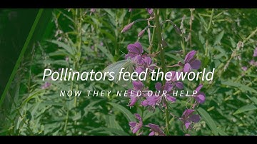 Pollinators feed the world - now they need our help