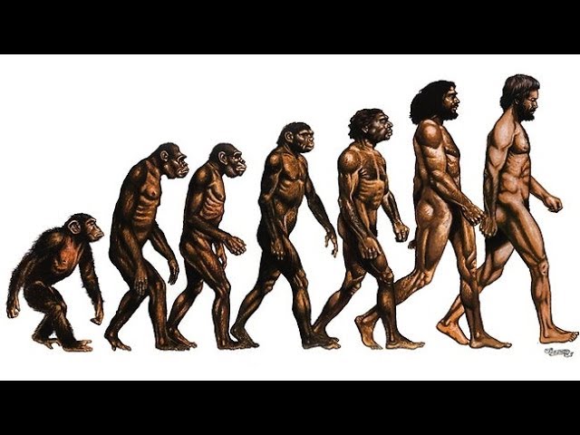 Human evolution: the next stages, Evolution