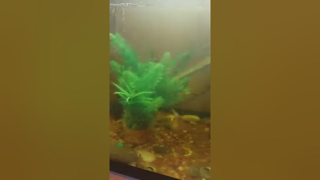 Почему желтеет аквариум