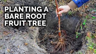 How to Plant a Bare Root Fruit Tree with @TomSpellman by Epic Gardening 105,247 views 1 month ago 15 minutes