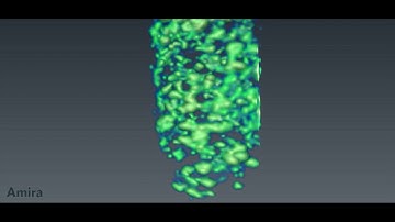 Immune system research