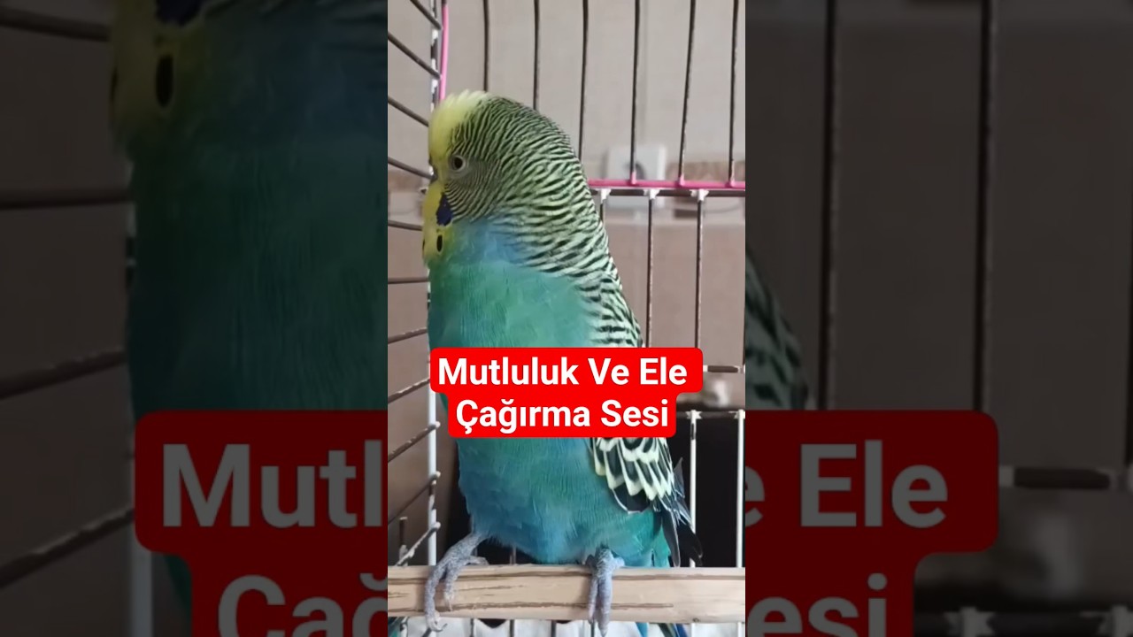 Muhabbet Kuşu İçin En Etkili Alıştırma ve Çağırma Sesi! 🐦#Shorts #muhabbetkuşu #kuşsevgisi #mutlukuş