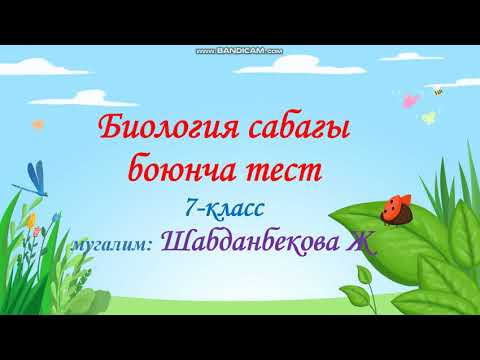 Video: Улуу Пиренейимдин үргөнүн кантип токтото алам?