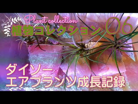 Air Plants Growth Record ダイソーエアプランツ 植物コレクション 第６話 エアプランツ花言葉 エアプランツ風水 カプトメデューサ Shinsui Ch1 Youtube