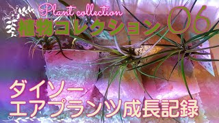 Air Plants Growth Record ダイソーエアプランツ 植物コレクション 第６話 エアプランツ花言葉 エアプランツ風水 カプトメデューサ Shinsui Ch1 Youtube