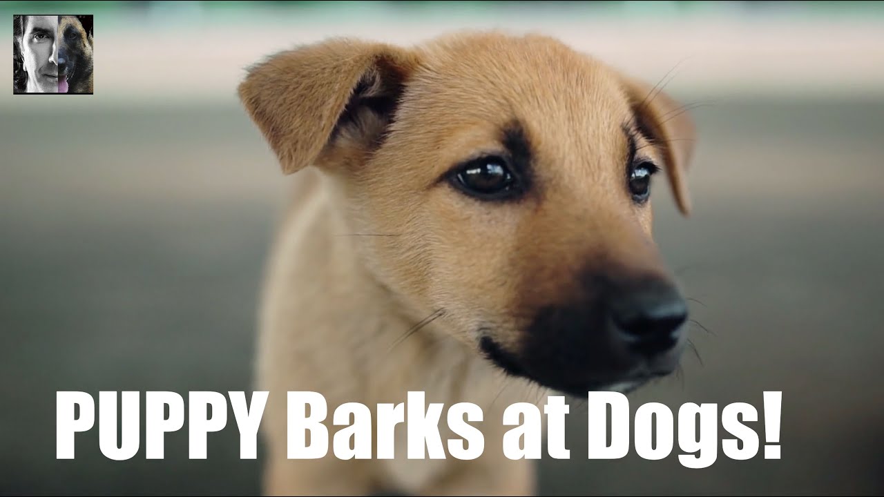 My Puppy Barks at Dogs Dog Training Video ask me YouTube