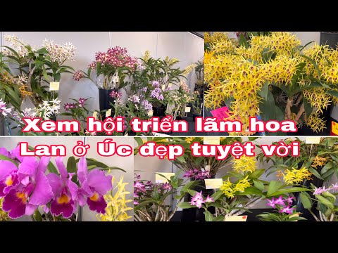🇦🇺 250 phần 2 - Triển lãm hoa Lan ở Úc đẹp tuyệt vời - Cuoc Song Uc 🇦🇺 250 phần 2 - Triển lãm hoa Lan ở Úc đẹp tuyệt vời - Cuoc Song Uc