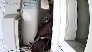2019年12月18日 珠頸斑鳩育雛影片