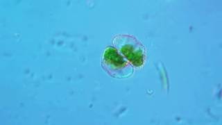 Cosmarium algae