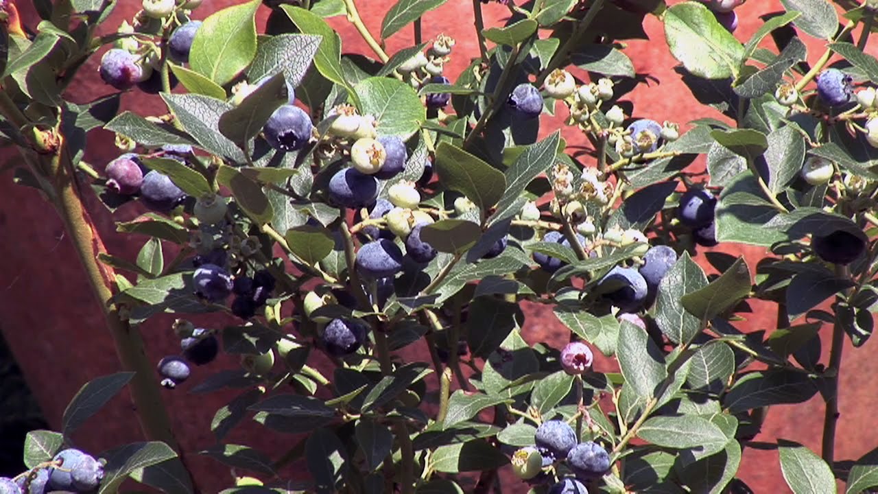 Heidelbeeren Pflanzen Und Pflegen Garten Video Anleitung Tipps Und