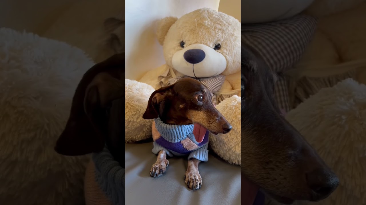 Toothless dog be like ⚫️👅⚫️ 