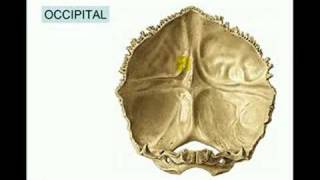 SKULL - 6 OCCIPITAL
