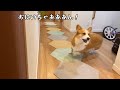 日曜の朝5時でもお兄ちゃんの見送りだけはかかせないコーギー犬