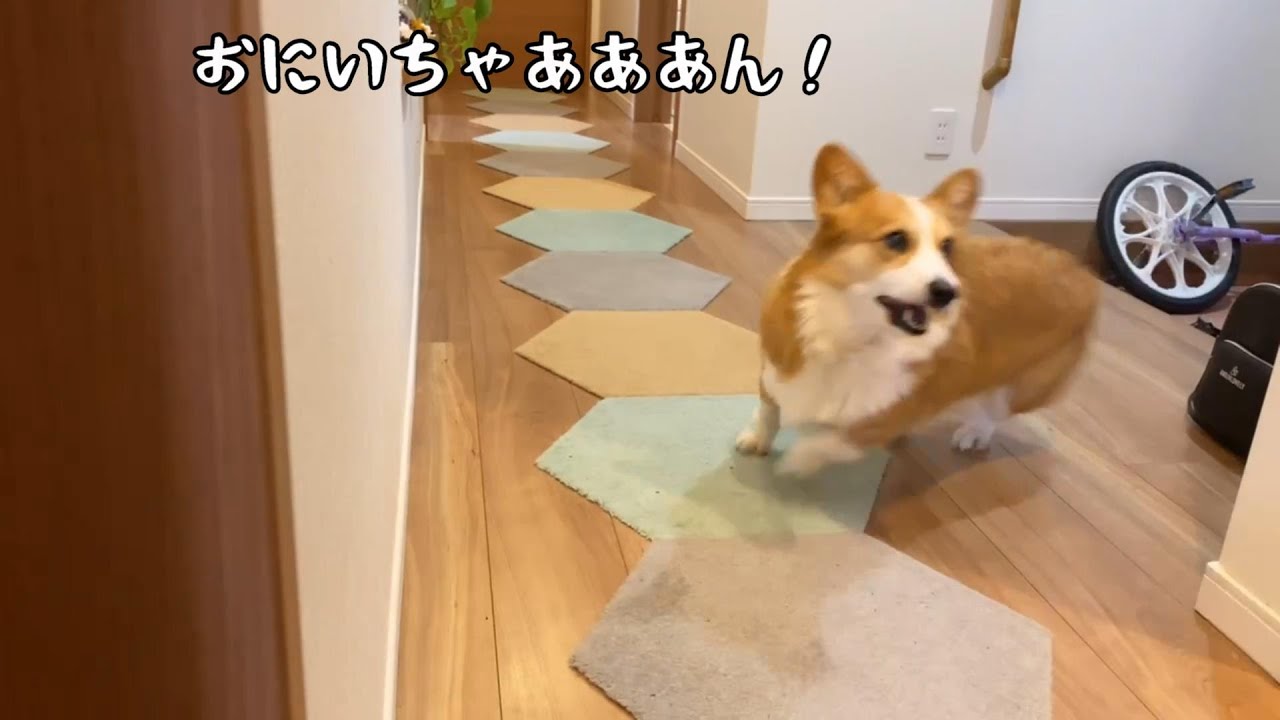 日曜の朝5時でもお兄ちゃんの見送りだけはかかせないコーギー犬 Youtube