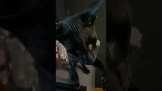 Download Lagu #katten #cute #catlover #kitten #animals MP3