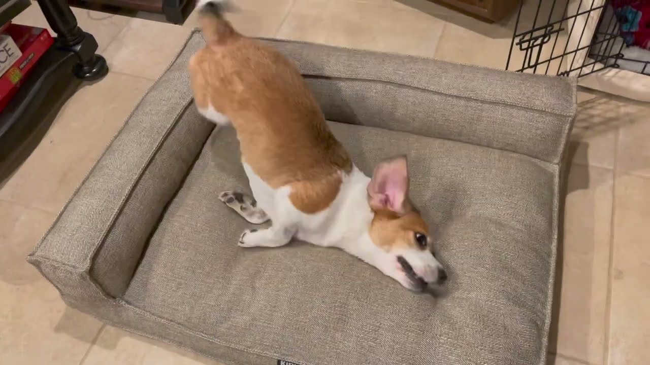 Cheagle After Bath Madness