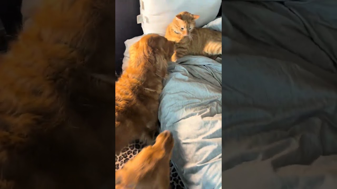 @annieaugustine_: Nemo said seeyaaaaa ✌🏼 