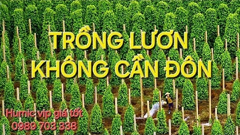 Hướng dẫn trồng tiêu lươn không cần đôn. MV Nhân Trí.