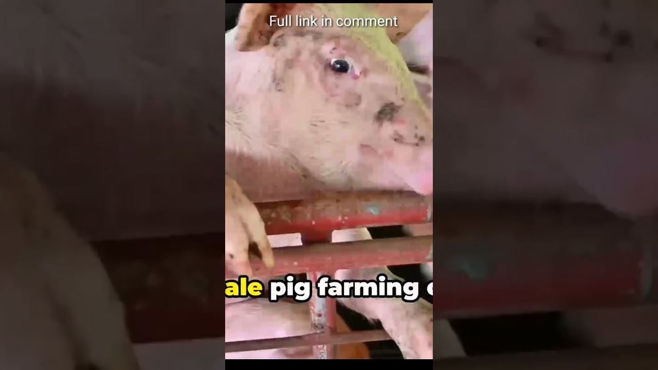 what sound does a pig make 