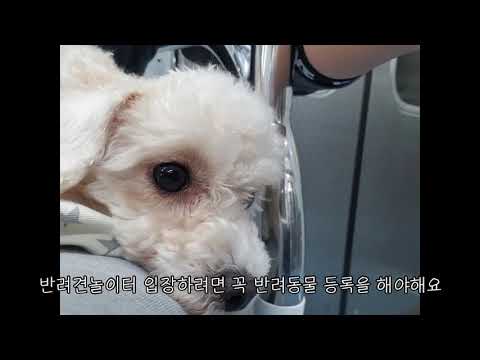탱구의 하루 - 인천대공원 ㅣ탱구vlog
