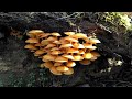 Новый год 2021 с грибами! 1 января по грибы!